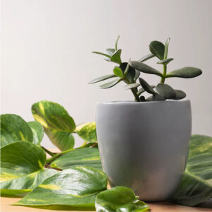 Ceramic Pots S-700