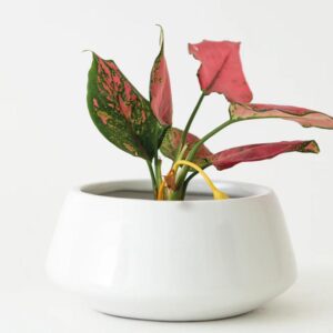 Ceramic Pots S-97