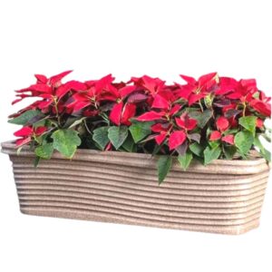 Rectangle Plastic Pots- 11 florence XL