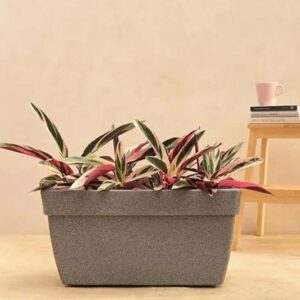 Rectangle Plastic Pot- 5
