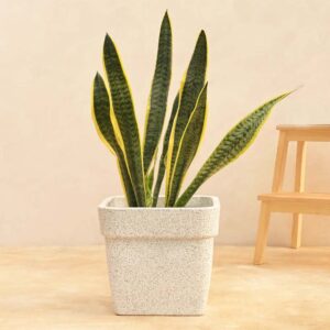 Square Plastic Pots- 12