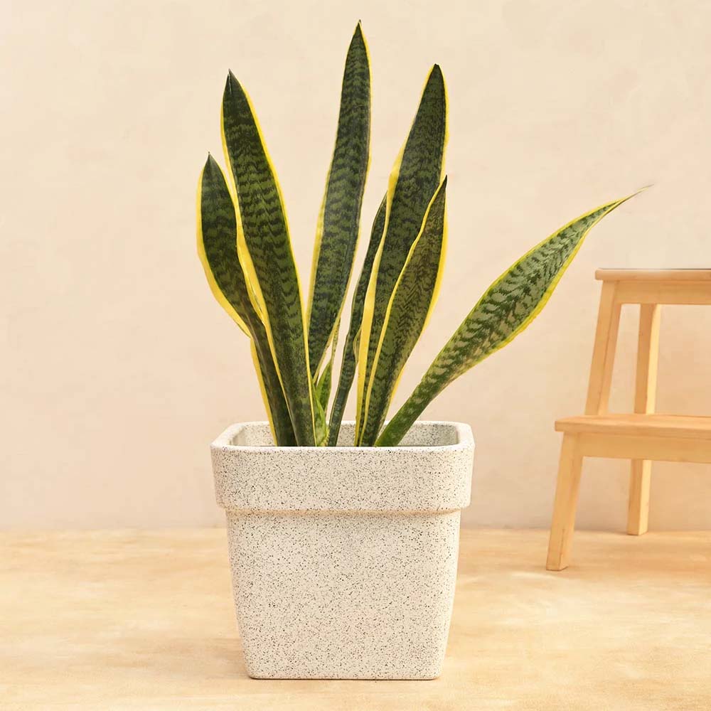 barca sq planter
