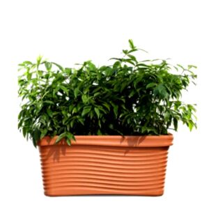 Rectangular Plastic Pots-4