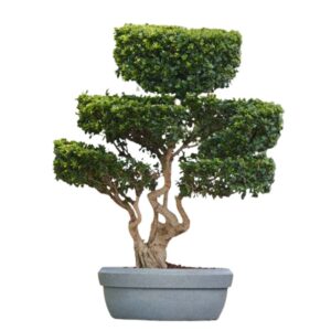 Round Plastic Pot- 9