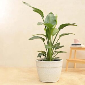 Round Plastic Pot- 14
