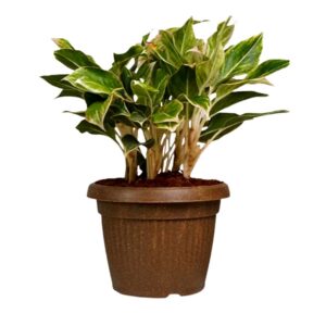 Round Eco Pots -C