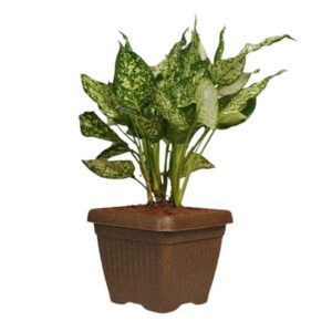 Square Eco Pots- D