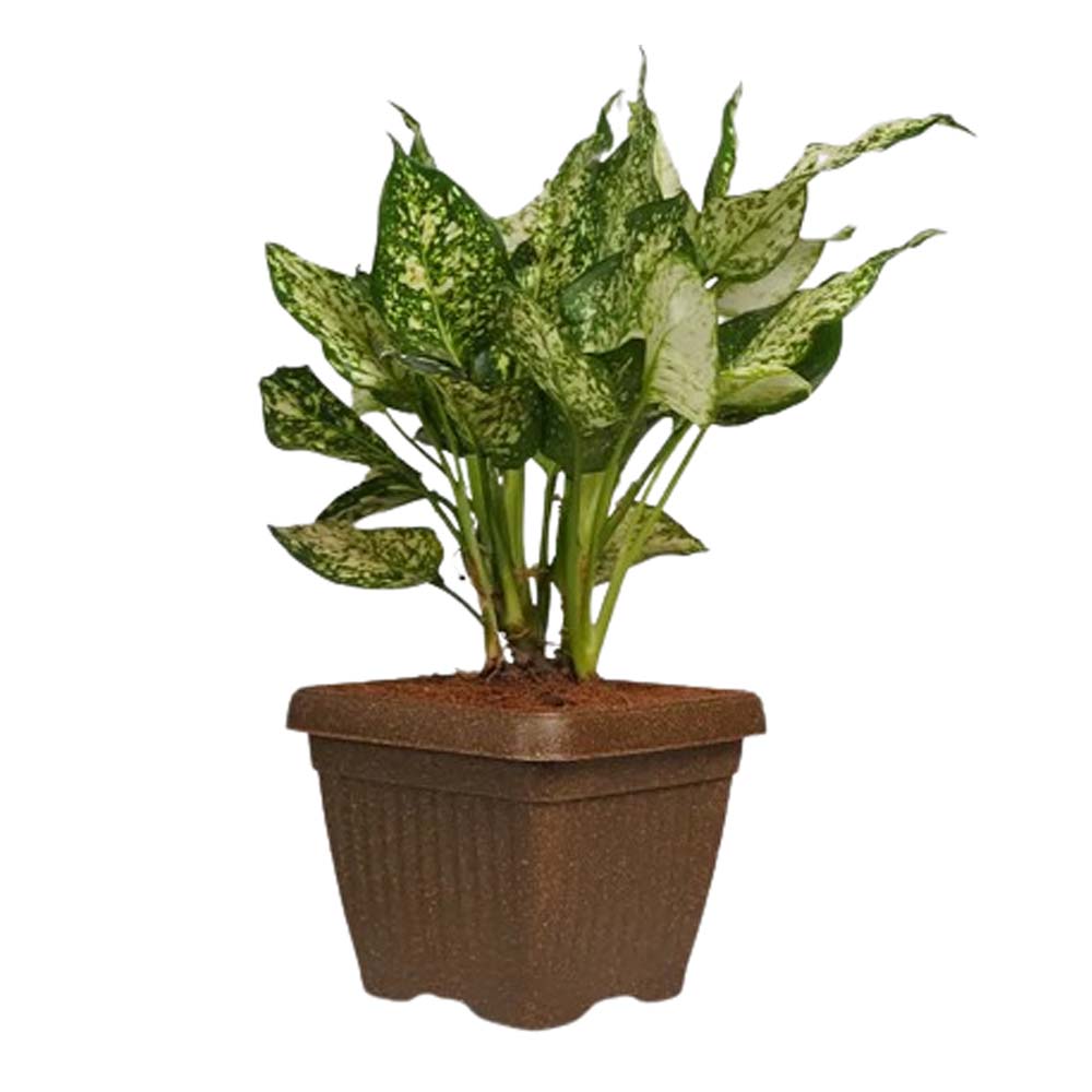 bello square planter