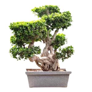 Rectangular Plastic Pots- 20