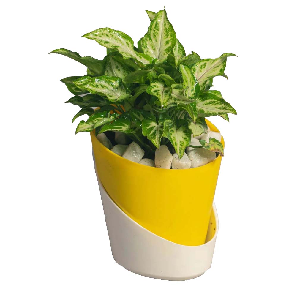 Atlantis planter