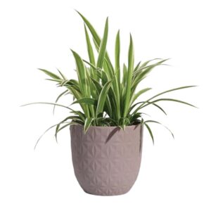 Round Plastic Pots-29