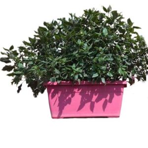 Rectangular Plastic Pot- 26