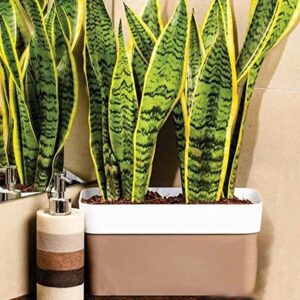 Rectangular Plastic Pots- 36