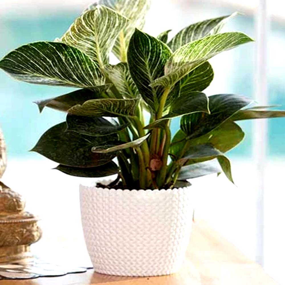capri planter