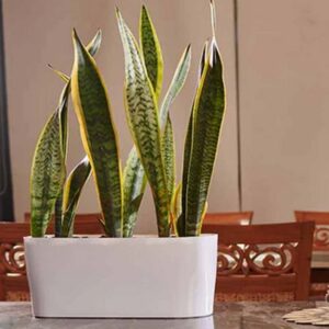 Rectangular Plastic Pots- 39