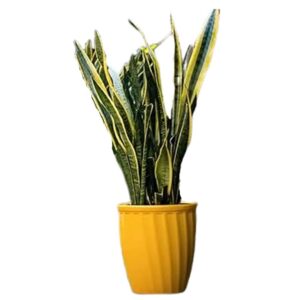Round Plastic Pot- 43