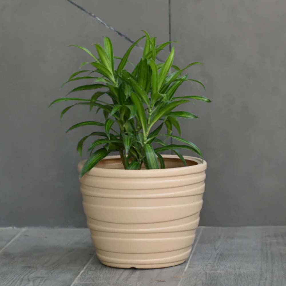 Phoenix cream planter
